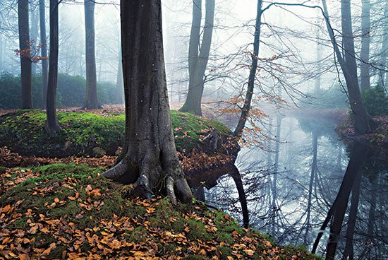 Martin Podt MPP674 - MPP674 - Creepy Outside World - 18x12 Trees, River, Leaves, Photography from Penny Lane