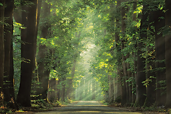 Martin Podt MPP677 - MPP677 - Bright Lights - 18x12 Photography, Forest, Trees, Path, Sunlight, Nature from Penny Lane