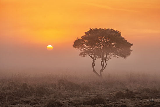 Martin Podt MPP682 - MPP682 - Enjoy the Silence I - 18x12 Trees, Sunlight, Nature, Landscape, Photography from Penny Lane