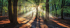 MPP686A - Sun Rays in the Forest I - 36x12
