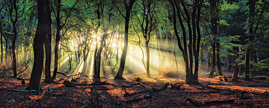 Martin Podt MPP687A - MPP687A - Sun Rays in the Forest II - 36x12 Trees, Forest, Sunlight, Photography from Penny Lane