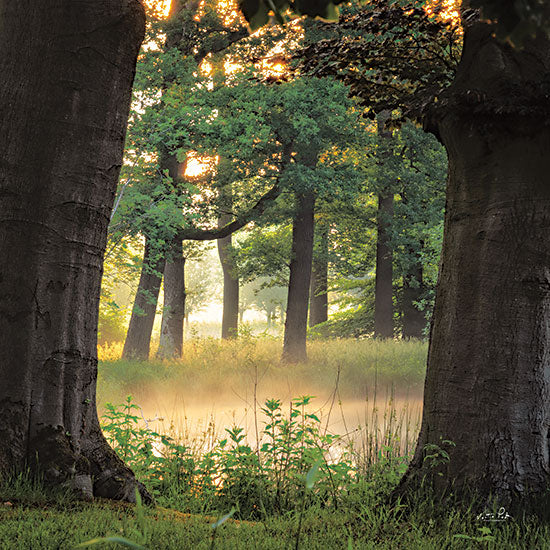 Martin Podt MPP688 - MPP688 - Tree Frame - 12x12 Trees, Forest, Sunlight, Photography from Penny Lane