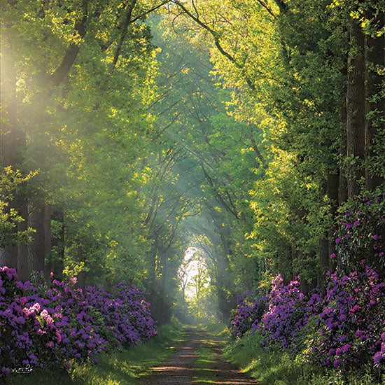 Martin Podt MPP689 - MPP689 - Morning in the Forest - 12x12 Trees, Forest, Sunlight, Photography, Flowers, Purple Flowers from Penny Lane