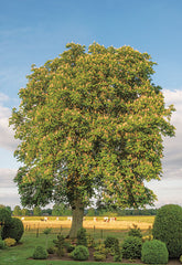MPP690 - The Chestnut Tree - 12x18