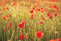 MPP696 - Poppy Field I - 18x12