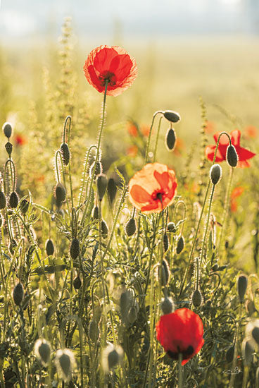 Martin Podt MPP697 - MPP697 - Poppy Field II - 12x18 Poppy Field, Poppies, Red Flowers, Flowers, Landscape, Photography from Penny Lane