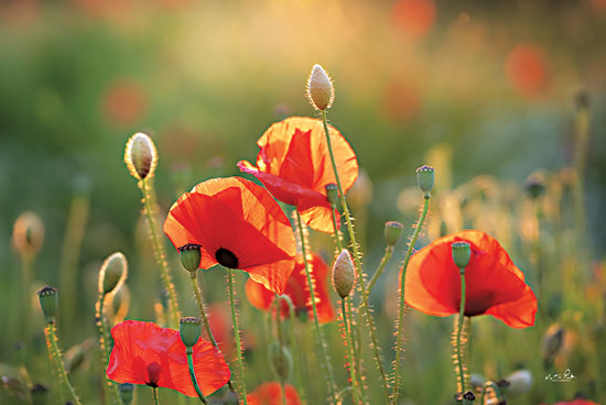 Martin Podt MPP698 - MPP698 - Poppy Field III - 18x12 Poppy Field, Poppies, Red Flowers, Flowers, Landscape, Photography from Penny Lane