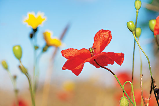 Martin Podt MPP699 - MPP699 - Summer Flowers - 18x12 Poppy Field, Poppies, Red Flowers, Flowers, Landscape, Photography from Penny Lane