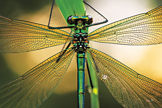 Martin Podt MPP701 - MPP701 - Glas in Lood - 18x12 Dragonfly, Insects, Photography from Penny Lane
