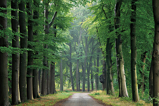 Martin Podt MPP730 - MPP730 - Filtered Light - 18x12 Landscape, Trees, Forest, Photography, Path, Sunlight, Filtered Light, Nature from Penny Lane