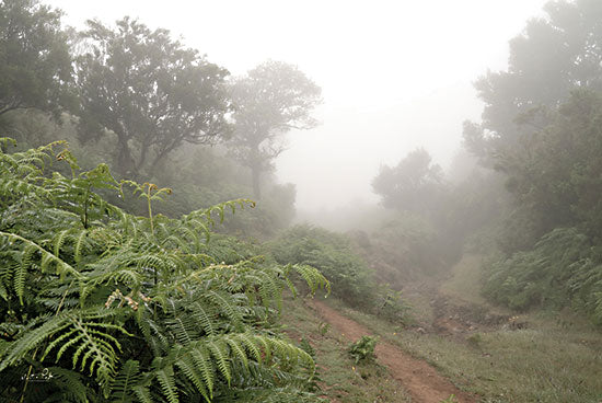 Martin Podt MPP751 - MPP751 - Fern Path - 18x12 Ferns, Path, Trees, Park, Forest, Fog, Nature, Photography from Penny Lane