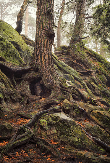 Martin Podt MPP759 - MPP759 - Rocks and Roots - 12x18 Photography, Trees, Tree Roots, Rocks, Hillside, Landscape, Moss from Penny Lane