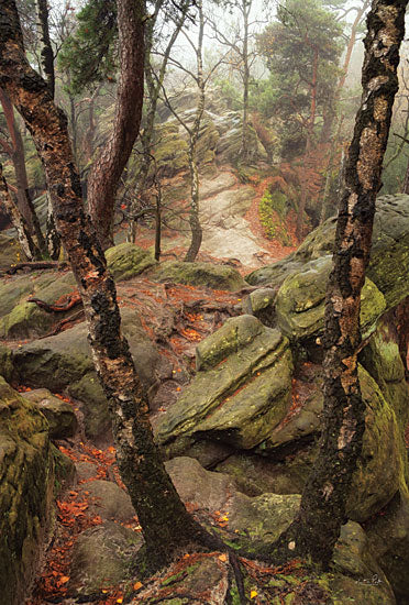 Martin Podt MPP760 - MPP760 - On the Rocks - 12x18 Photography, Tress, Rocks, Moss, Hillside, Landscape, Nature from Penny Lane