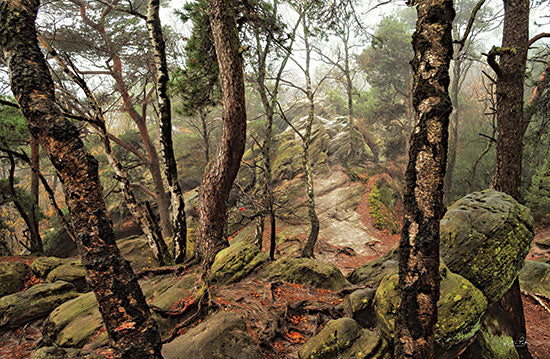 Martin Podt MPP761 - MPP761 - Rocky Tree Life - 18x12 Photography, Tress, Rocks, Moss, Hillside, Landscape, Nature from Penny Lane