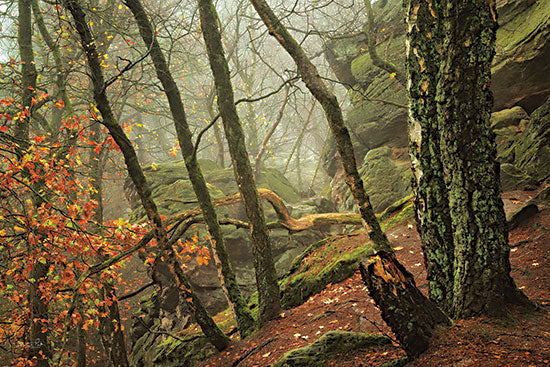 Martin Podt MPP762 - MPP762 - Off Kilter - 18x12 Photography, Trees, Rocks, Leaves, Orange Leaves, Fall, Hillside, Moss from Penny Lane