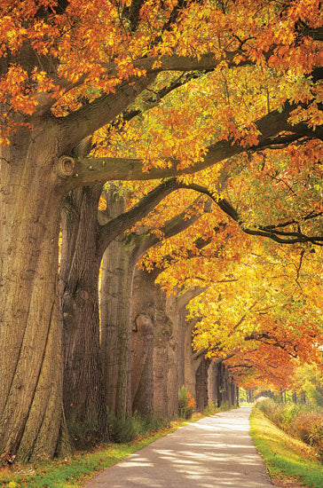 Martin Podt MPP764 - MPP764 - Autumn Path - 12x18 Photography, Trees, Fall, Path, Yellow Leaves, Landscape from Penny Lane