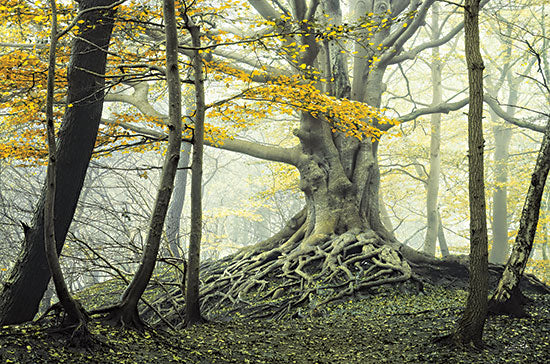 Martin Podt MPP765 - MPP765 - Handmade Heaven - 18x12 Photography, Trees, Tree Roots, Yellow Leaves, Fog, Weather, Fall from Penny Lane