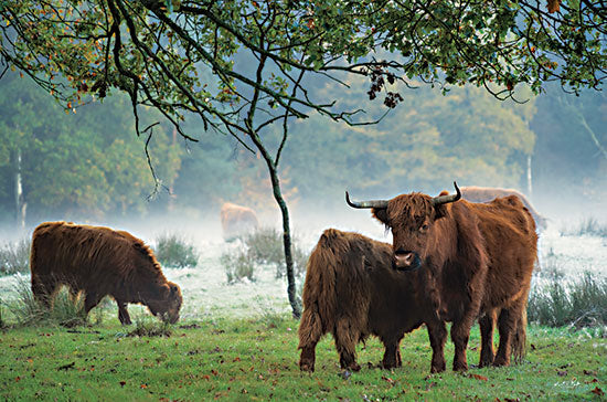 Martin Podt MPP772 - MPP772 - Scottish Highlanders - 18x12 Photography, Cow, Highlanders, Scottish Highlanders, Grazing, Trees, Pasture, Landscape, Winter from Penny Lane