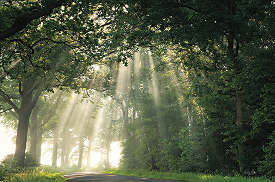 Martin Podt MPP784 - MPP784 - Something Beautiful is Around the Corner - 18x12 Photography, Tres, Forest, Sunlight, Road, Path, Landscape from Penny Lane