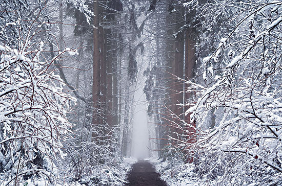 Martin Podt MPP788 - MPP788 - White Vignette - 18x12 Winter, Forest, Photography, Snow, Path, Trees, Landscape from Penny Lane