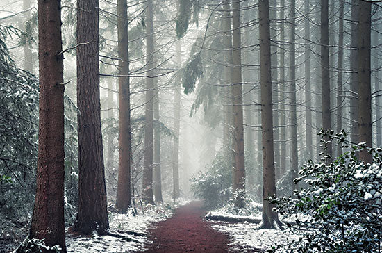 Martin Podt MPP792 - MPP792 - Red Carpet - 18x12 Photography, Path, Winter, Trees, Forest, Landscape, Snow from Penny Lane