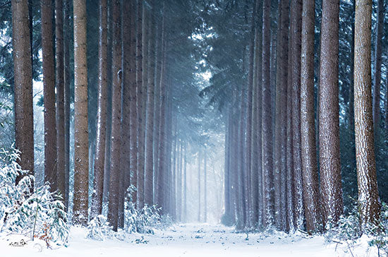 Martin Podt MPP794 - MPP794 - Polar Winter - 18x12 Winter, Forest, Trees, Snow, Photography, Landscape, Path from Penny Lane