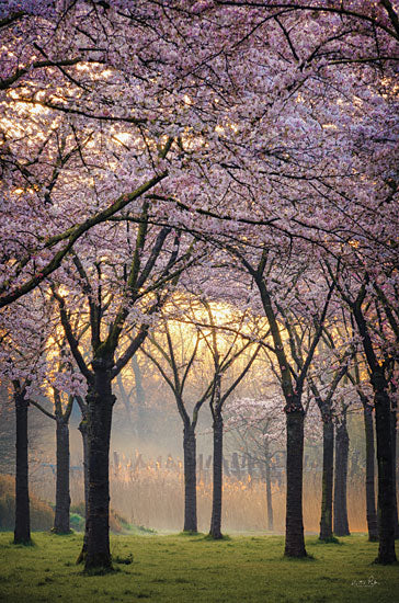 Martin Podt MPP797 - MPP797 - Cherry Trees at Sunrise - 12x18 Photography, Cherry Trees, Landscape, Blooming Trees from Penny Lane