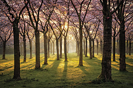 Martin Podt MPP798 - MPP798 - Cherry Trees in Morning Light I - 18x12 Photography, Cherry Trees, Landscape, Blooming Trees, Sunlight from Penny Lane
