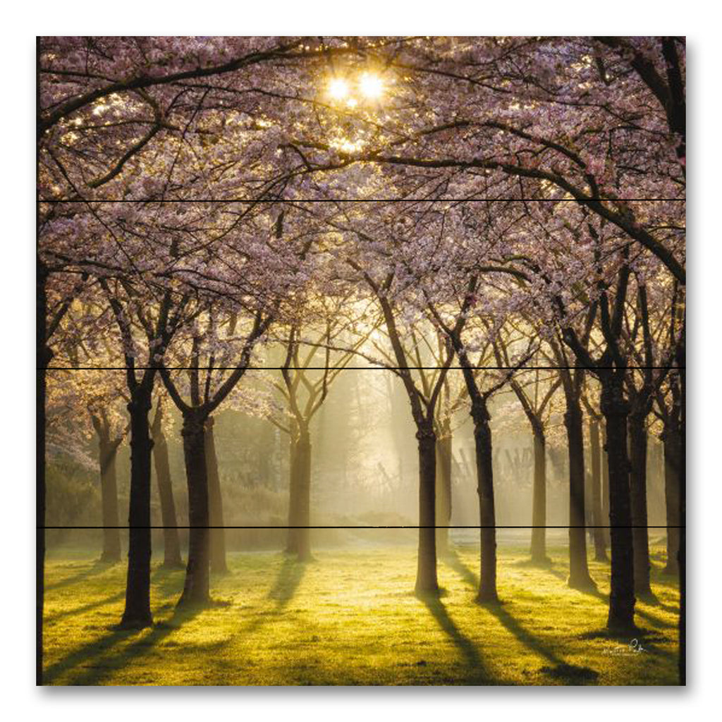 Martin Podt MPP799PAL - MPP799PAL - Cherry Trees in Morning Light II - 12x12 Photography, Cherry Trees, Landscape, Blooming Trees, Sunlight from Penny Lane