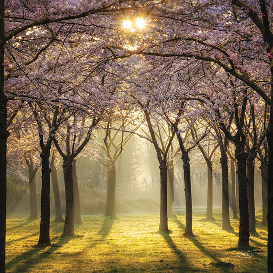 Martin Podt MPP799 - MPP799 - Cherry Trees in Morning Light II - 12x12 Photography, Cherry Trees, Landscape, Blooming Trees, Sunlight from Penny Lane