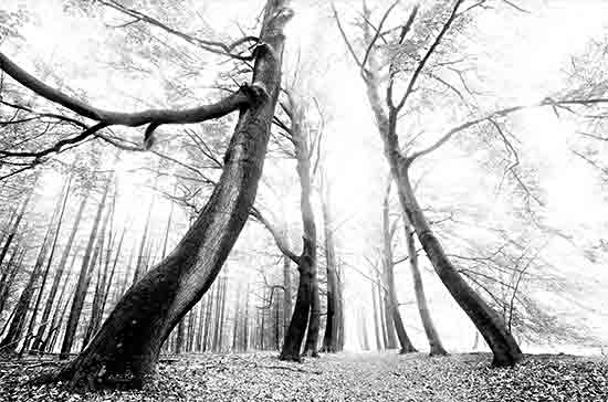 Martin Podt MPP806 - MPP806 - The Gatekeeper   - 18x12 Photography, Trees, Forest, Landscape, Black & White, Photograph from Penny Lane