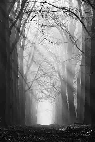 Martin Podt MPP808 - MPP808 - Sunray Path   - 12x18 Photography, Trees, Forest, Path, Sunlight, Black & White, Photograph from Penny Lane