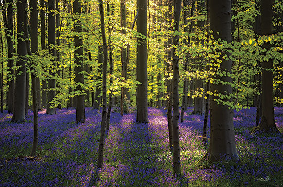 Martin Podt MPP816 - MPP816 - Fresh Green and Bluebells - 18x12 Photography, Trees, Flowers, Bluebells, Forest, Springtime, Spring from Penny Lane