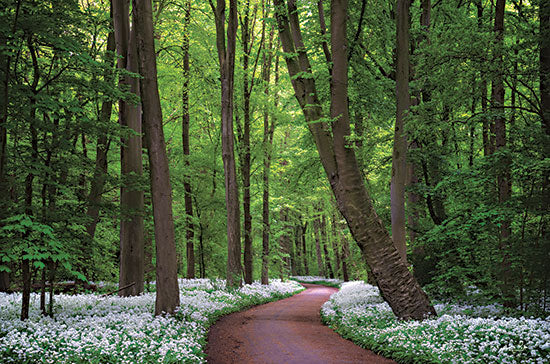 Martin Podt MPP817 - MPP817 - Fragrant Road - 18x12 Road, Paths, Trees, Flowers, Photography from Penny Lane