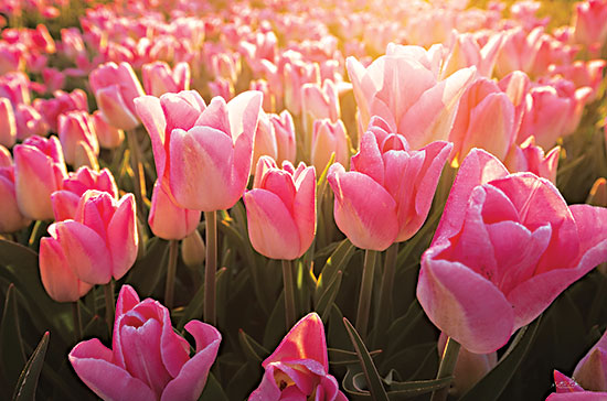Martin Podt MPP824 - MPP824 - The Pink Ones - 18x12 Tulips, Flowers, Pink Tulips, Photography, Field of Tulips, Landscape from Penny Lane