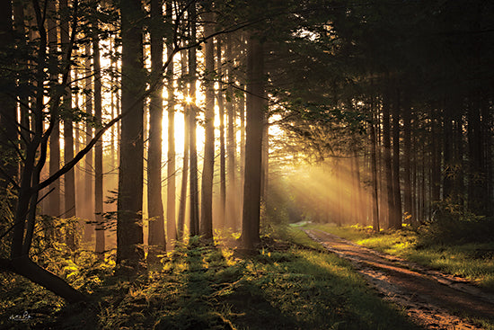 Martin Podt MPP838 - MPP838 - Light and Pines - 18x12 Photography, Trees, Path, Sunlight, Forest, Landscape from Penny Lane