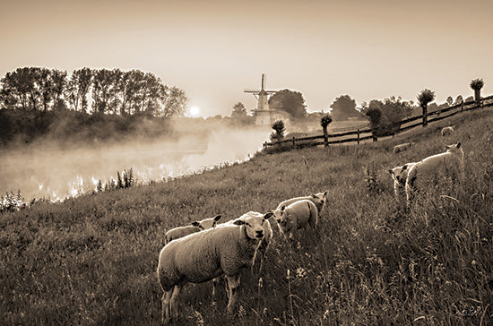 Martin Podt MPP841 - MPP841 - Grazing Sheep    - 18x12 Grazing Sheep, Sheep, Sepia, Photography, Landscape from Penny Lane