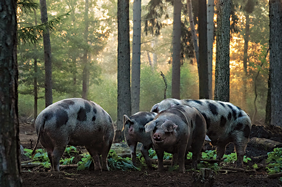 Martin Podt MPP861 - MPP861 - Pig Paradise - 18x12 Pigs, Forest, Woods, Photography, Landscape from Penny Lane