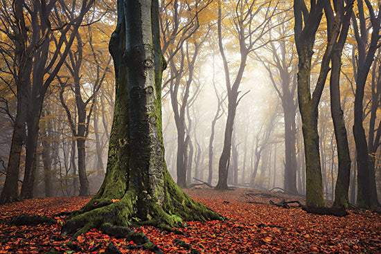 Martin Podt Licensing MPP863LIC - MPP863LIC - Autumn in the Forest - 0  from Penny Lane