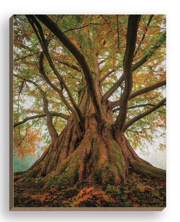 Martin Podt MPP883FW - MPP883FW - Tentacle Tree - 16x20 Tree, Photography, Fall, Leaves from Penny Lane