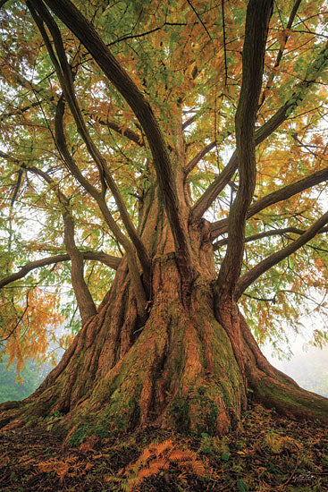 Martin Podt MPP883 - MPP883 - Tentacle Tree - 12x18 Photography, Tree, Leaves, Nature, Boughs, Fall from Penny Lane