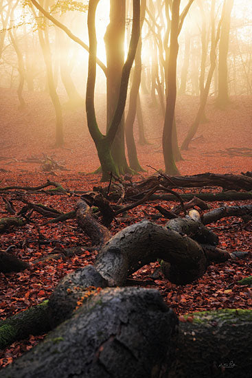 Martin Podt MPP886 - MPP886 - Breaking Through - 12x18 Photography, Forest, Landscape, Trees, Tree Limbs, Fall, Sunlight from Penny Lane