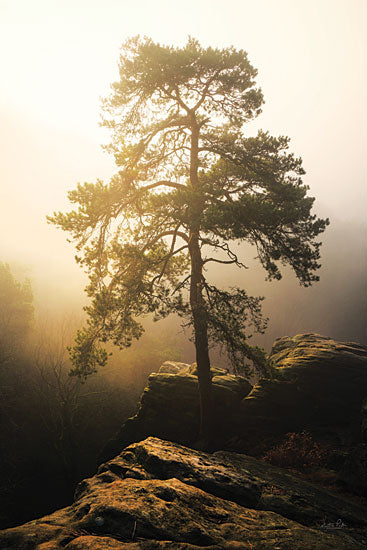 Martin Podt MPP887 - MPP887 - On the Edge of Glory - 12x18 Tree, Rocks, Landscape, Photography, Sunlight, Nature from Penny Lane