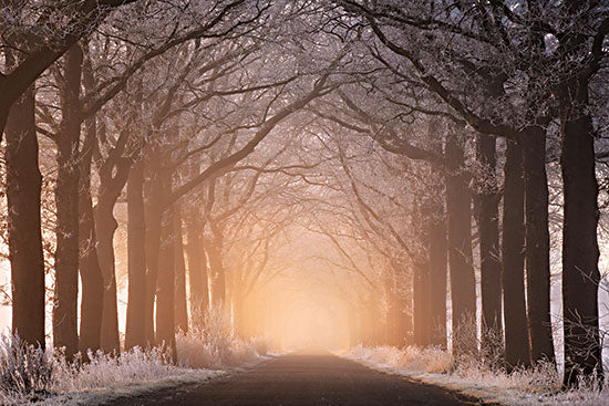 Martin Podt MPP889 - MPP889 - Frosted Sunrise I - 18x12 Photography, Winter, Snow, Trees, Ice, Path, Sunlight, Nature, Sunrise from Penny Lane