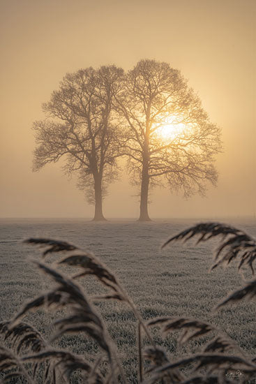 Martin Podt MPP890 - MPP890 - Frosted Sunrise II - 12x18 Trees, Landscape, Winter, Frost, Sunrise, Nature, Photography from Penny Lane