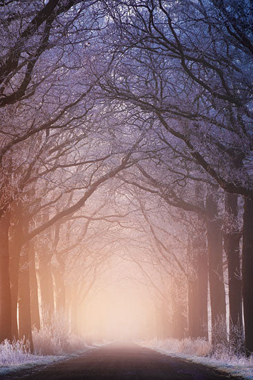 Martin Podt MPP894 - MPP894 - Warm and Cold - 12x18 Trees, Landscape, Photography, Paths, Road, Tree-Lined Road, Sunlight, Winter, Snow from Penny Lane