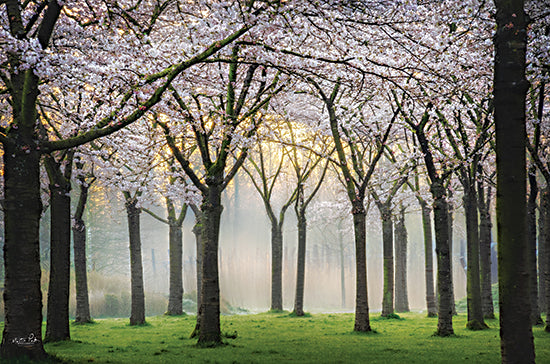 Martin Podt MPP898 - MPP898 - Cherry Blossom Festival - 18x12 Photography, Cherry Blossom Festival, Cherry Trees, Flowering Trees, Pink Blossoms, Landscape, Nature from Penny Lane