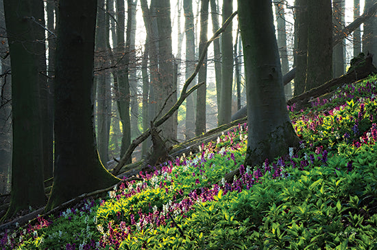 Martin Podt MPP901 - MPP901 - Hilly Forest - 18x12 Photography, Flowers, Purple Flowers, Trees, Forest, Spring Flowers, Spring, Landscape, Hill, Hilly Forest from Penny Lane