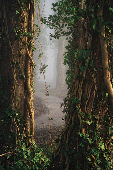 Martin Podt MPP903 - MPP903 - The View In Between - 12x18 Photography, Trees, Forest, Path, Foggy, Vines on Trees, Landscape from Penny Lane