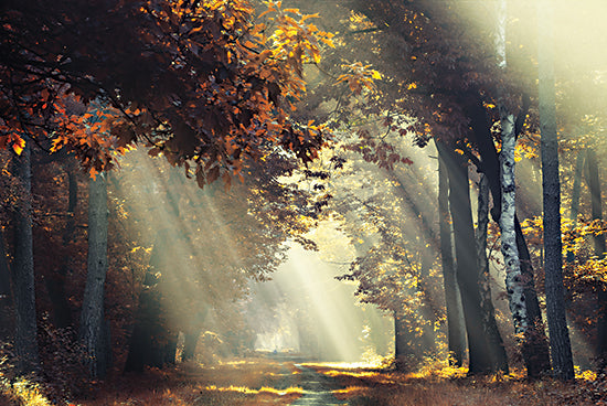 Martin Podt MPP918 - MPP918 - Sunrays - 18x12 Photography, Landscape, Fall, Leaves, Trees, Path, Sunlight, Sunrays from Penny Lane